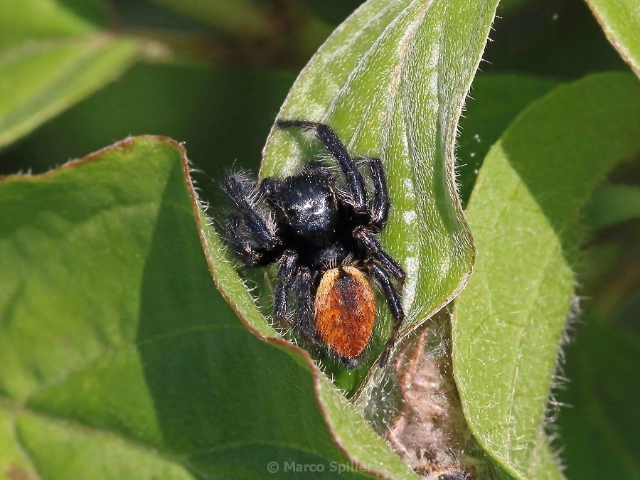 Carrhotus xanthogramma,  maschio  - Milano nord